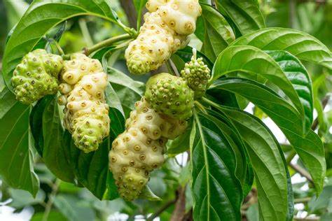 Noni Plant