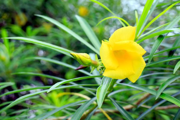 Yellow oleander