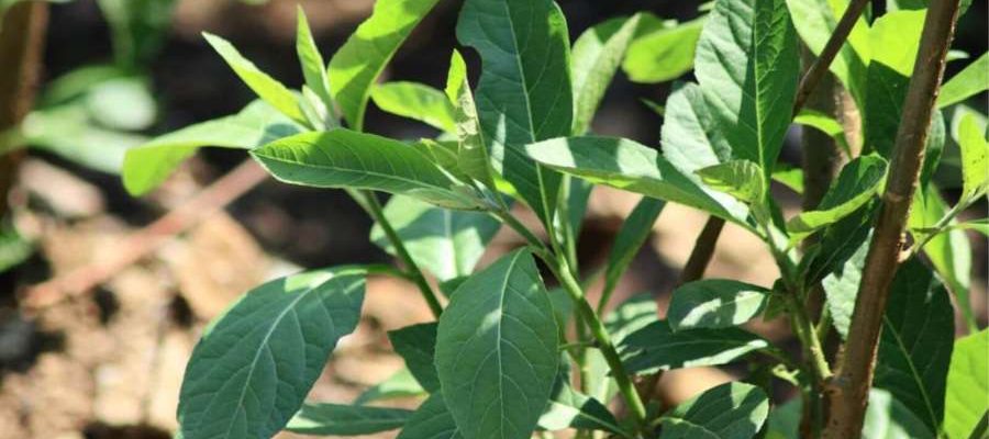 Bitter leaves (Vernonia amygdalina)