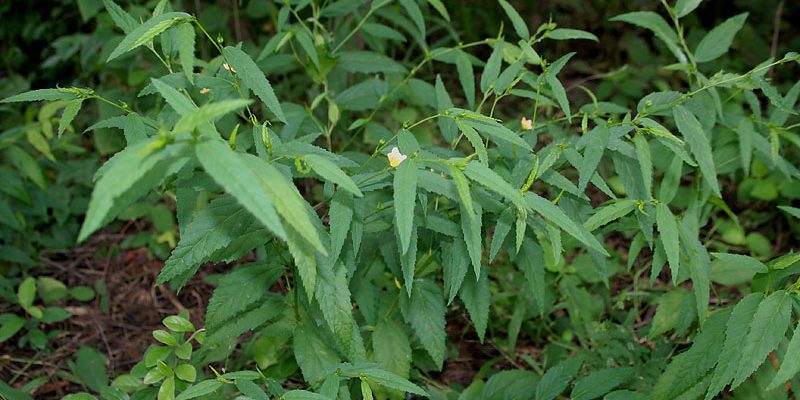 Broom weed (sida acuta)