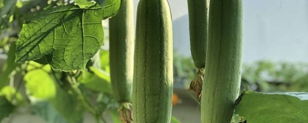 Local sponge (luffa cylindrica)