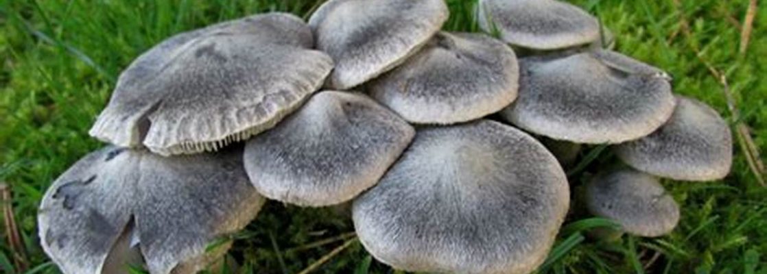 Mushrooms