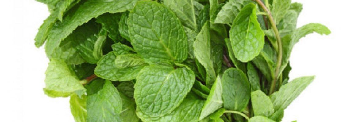 Apple mint (mentha suaveolens)