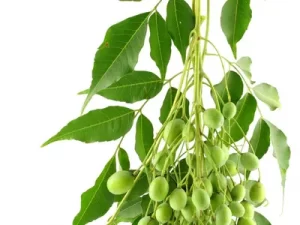 neem seed