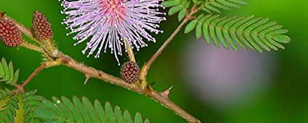 Mimosa Pudica Benefits on Health