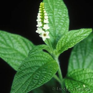 scopion tail