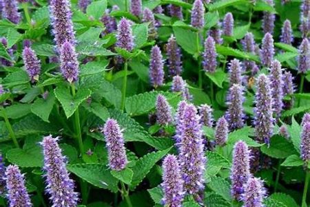 hyssop