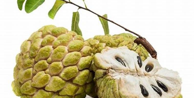 Sugar apple (annona squamosa)