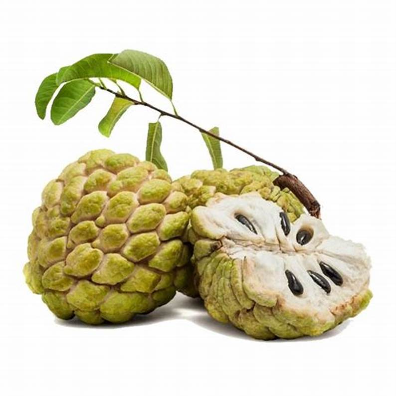 Sugar apple Potential Health Benefits Repamp Herbal Centre
