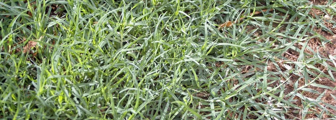 Bahama grass (Cynodon dactylon)