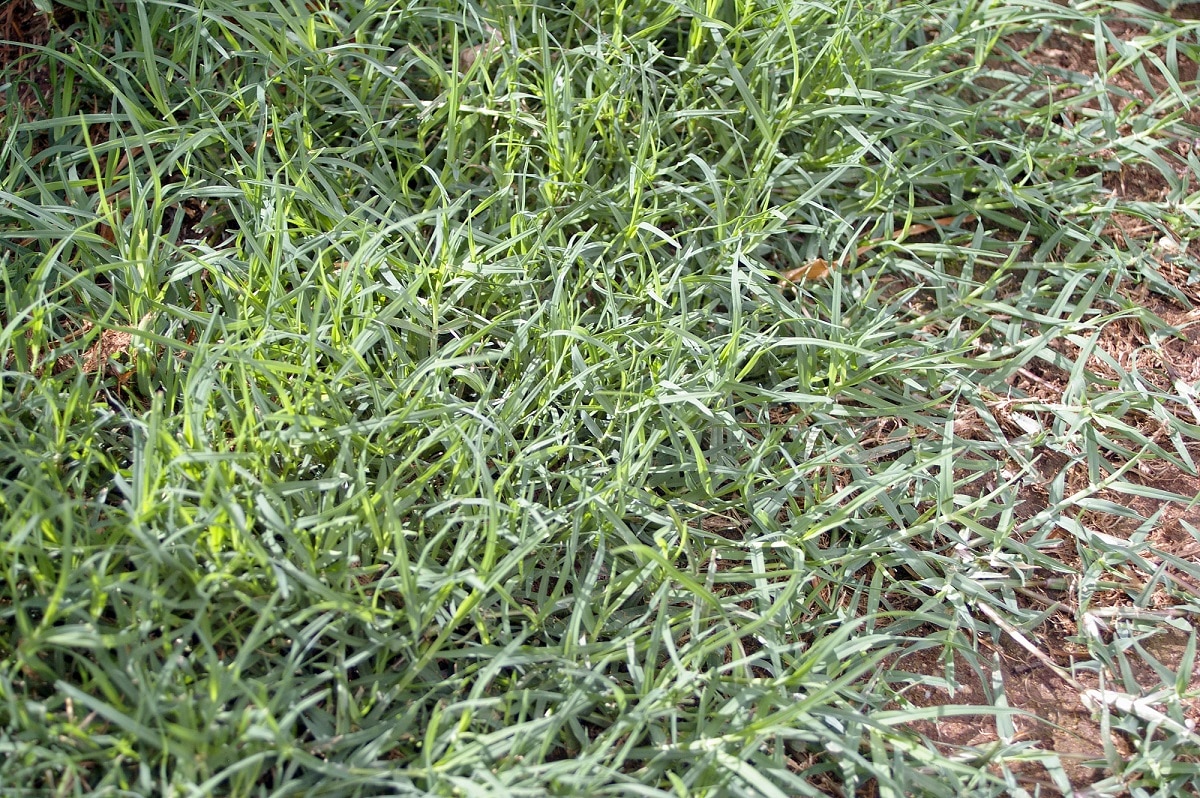 Bahama grass (Cynodon dactylon) Amazing Benefits