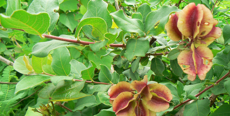 Kinkeliba (Combretum micranthum)