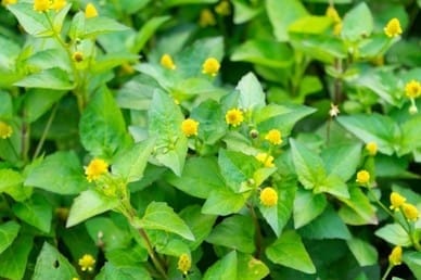 Para cress (toothache plant)