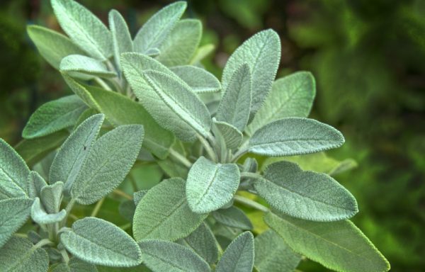Sage Plant