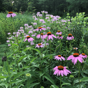 Echinacea purpurea (Purple Coneflower)