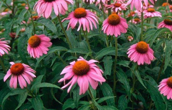 Echinacea purpurea (Purple Coneflower)