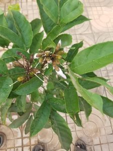 Newbouldia laevis,Newbouldia,Benefits and Side Effects,learn how to use plants as medicines or herbs,using newbouldia leaves to treat infetility,how to get,where to get the plant,what is the use,side effect of newbouldia plant,treat epilepsy with newbouldia plant