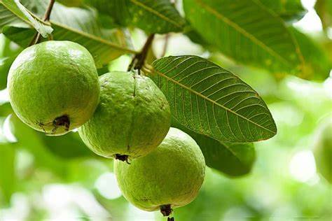 Guava (Psidium guajava)
