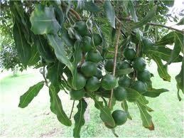 Bush Mango (Irvingia gabonensis) Ogbono