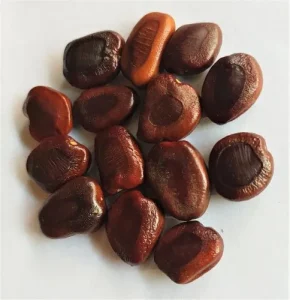 African velvet tamarind seeds