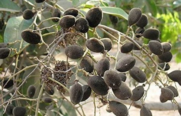 African velvet tamarind