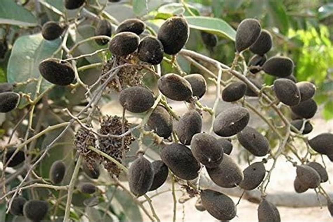 African Velvet Tamarind (Dialium guineense)