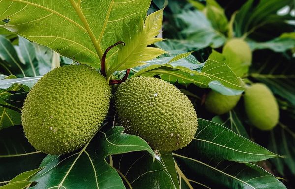 breadfruit