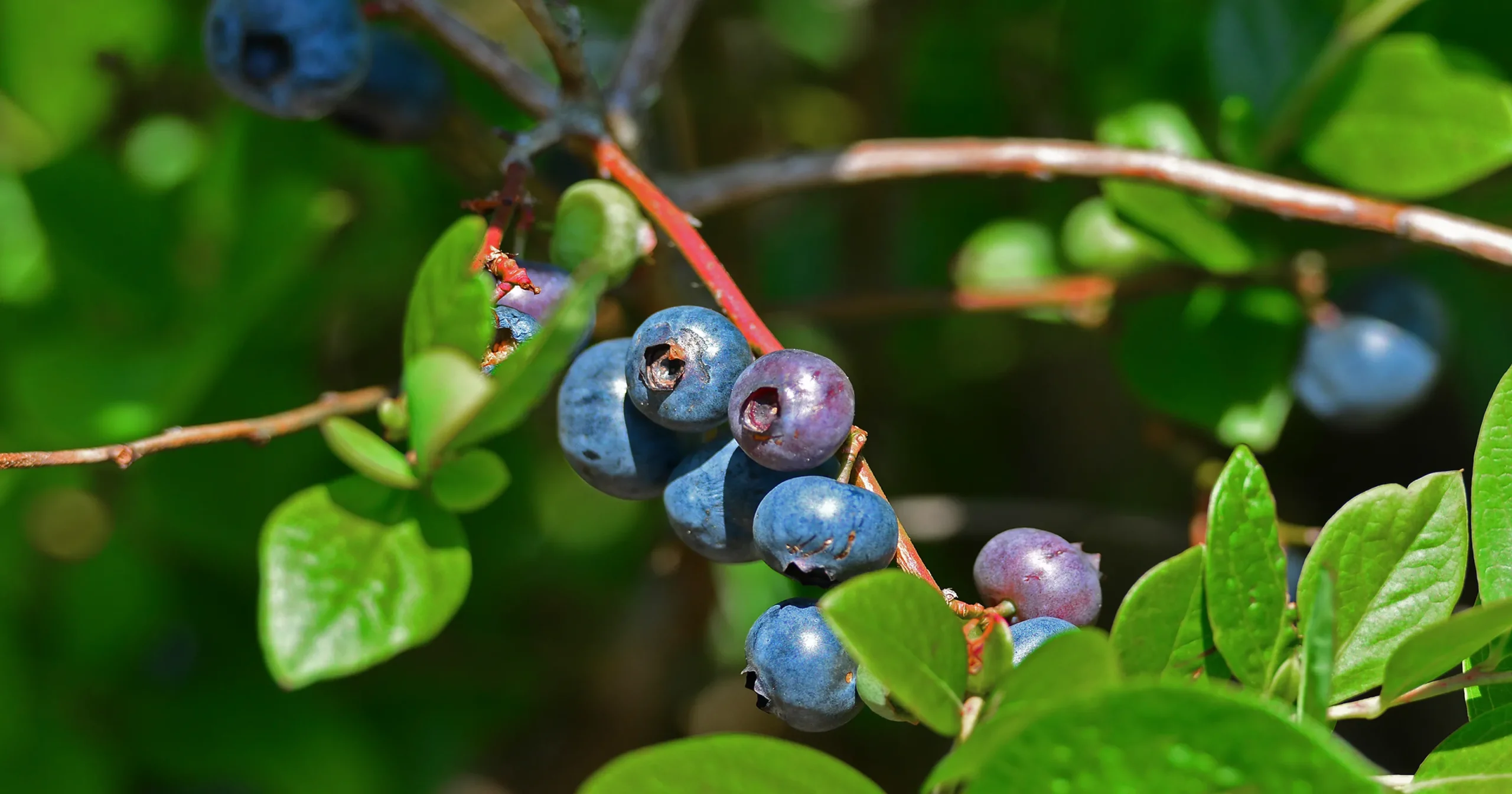 Huckleberries (Gaylussacia baccata)