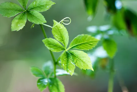 Jiaogulan Plant (Gynostemma pentaphyllum)