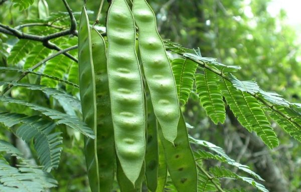 locust beans