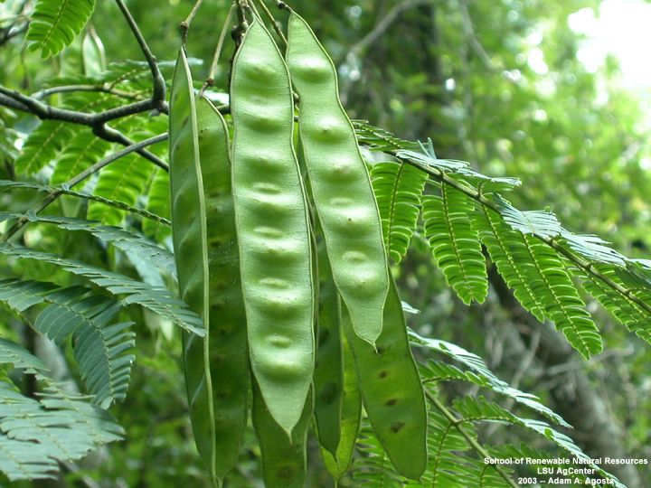 Locust Beans (Parkia biglobosa)