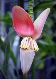 plantain blossom