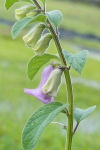 Black Sesame Plant