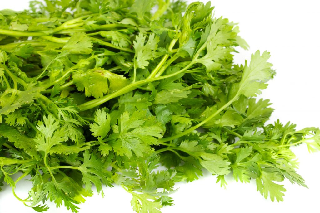 Coriander (Coriandrum sativum)