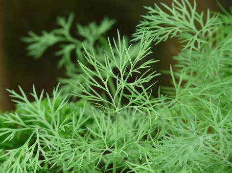 Dill Plant