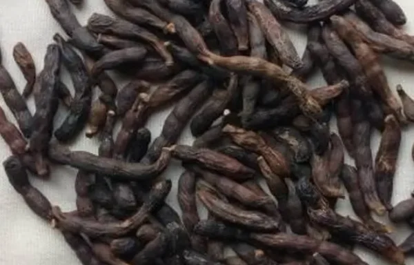 Ethiopian pepper