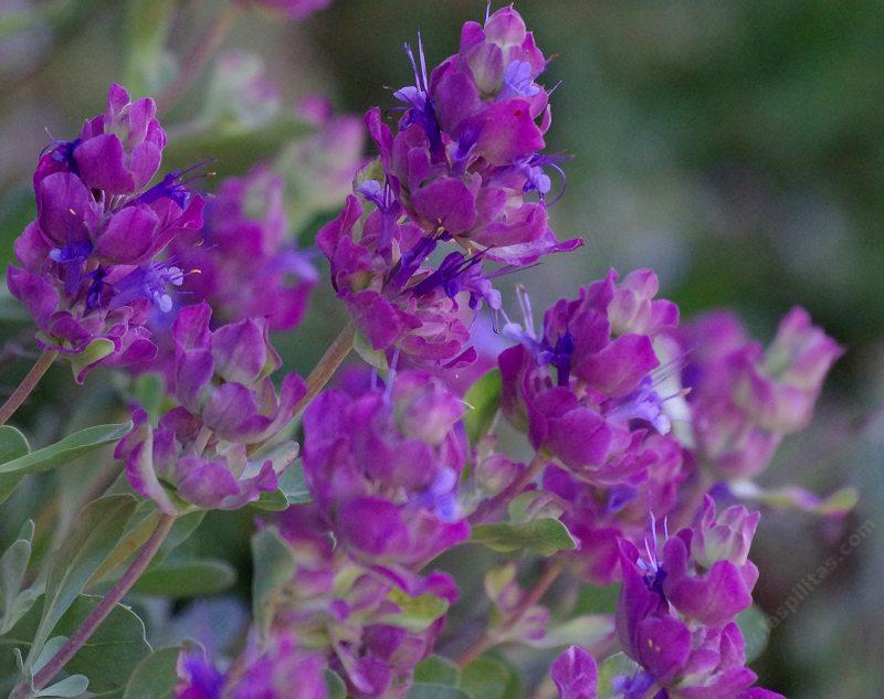 Rose Sage (Salvia pachyphylla)