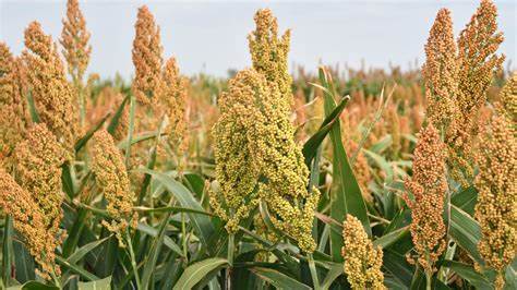 Sorghum (Sorghum bicolor)